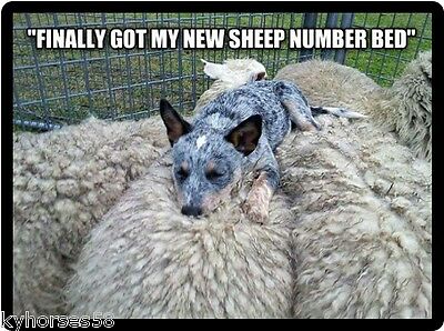 Dog Humor Australian Cattle Dog New Sheep Number Bed Refrigerator Magnet