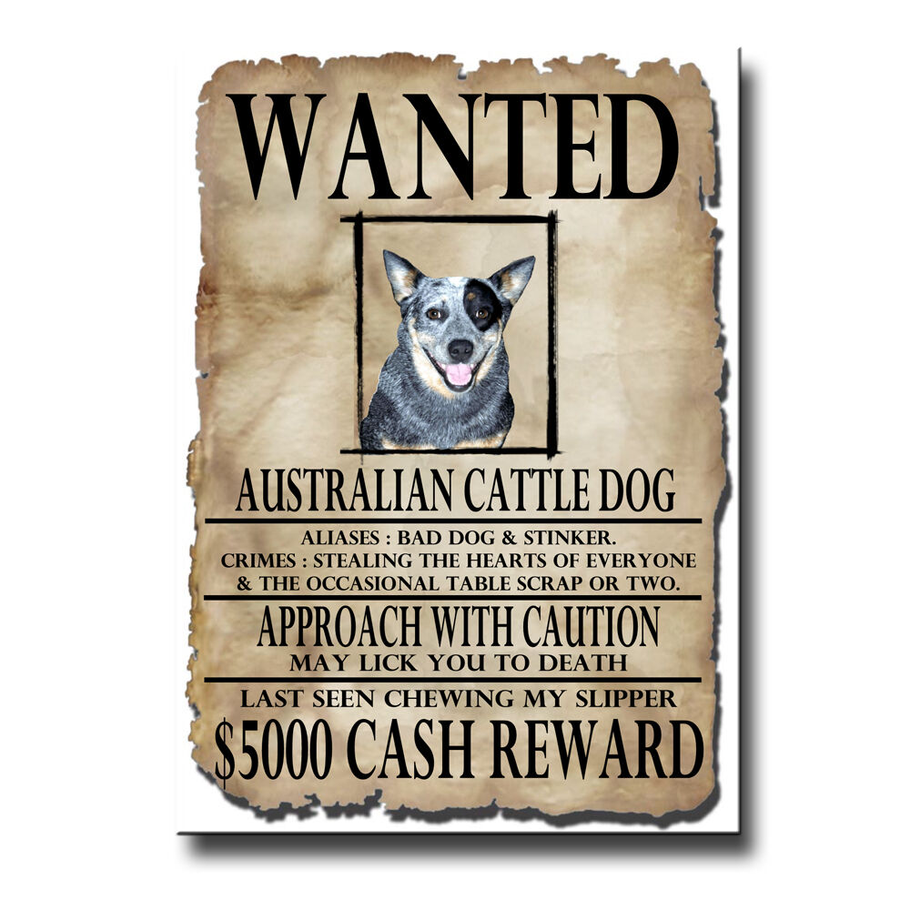 AUSTRALIAN CATTLE DOG Wanted Poster FRIDGE MAGNET