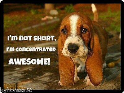 Dog Humor Beagle I'm Not Short Refrigerator Magnet